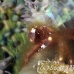 crab_clinging_banded_dome_nwp_h_0342_tci2295.jpg